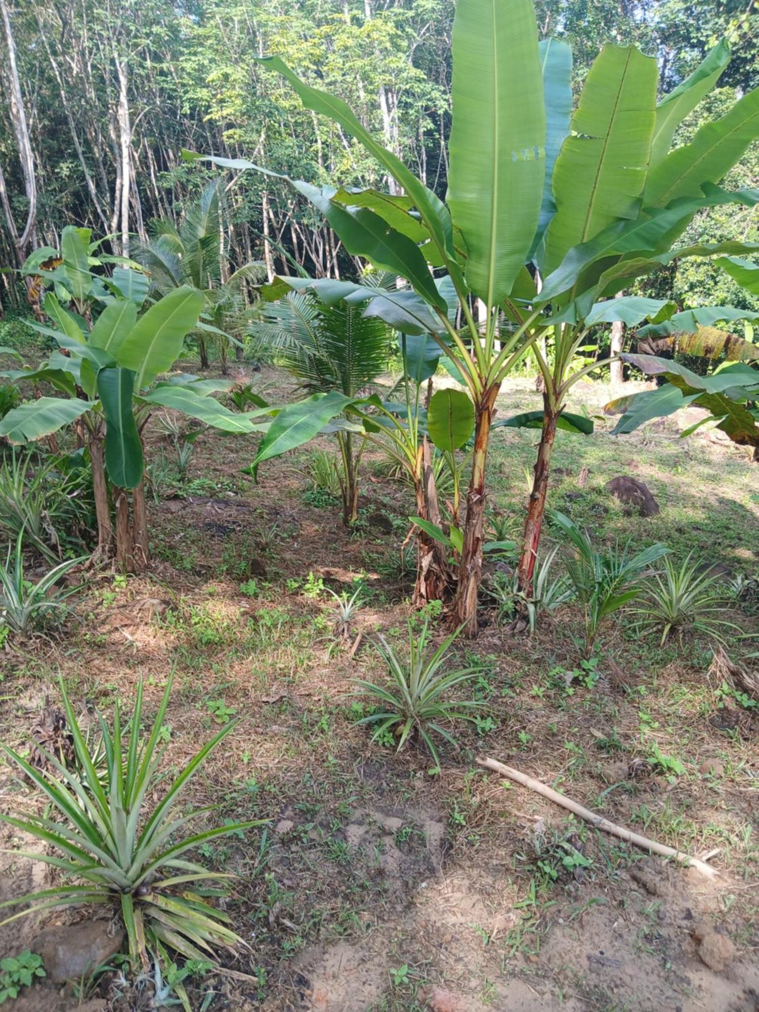 فندق Pineapple Gardens Ko Kut المظهر الخارجي الصورة